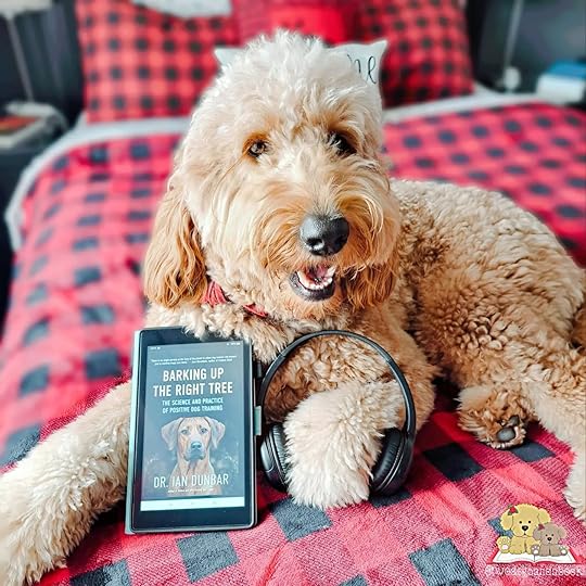 A Golden Doodle is lying on a bed with a tablet and headphones before her.