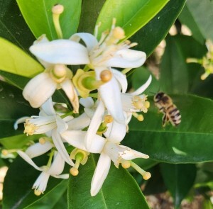 2024-04-01-SpringCitrus-DG-crop