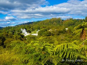 Landscape photo of New Zealand blue sky with white clouds, green hills, and ferns. 
