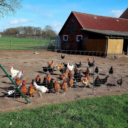 Asteroid belt chickens