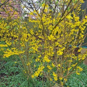 photo of laburnum bush in full bloom