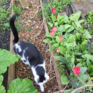 photo of black and white cat on gravel path by red tulips