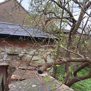 photo of plum branches with budding leaves and blossom