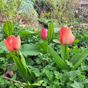 three red tulips