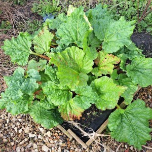 photo of new rhubarb growth