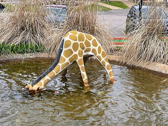 a giraffe drinking water