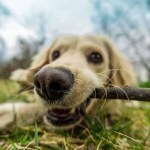 dog chewing