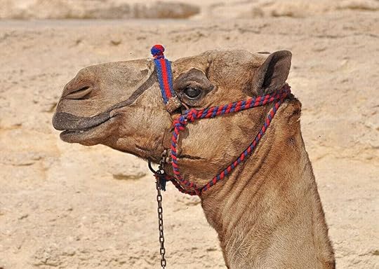 camel 3847176 1920