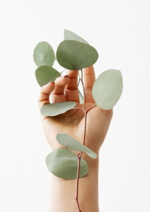 voordelen eucalyptus