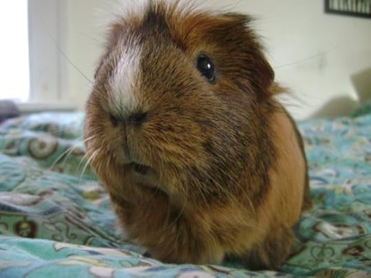 Rachel E Smith guinea pig Peregrine