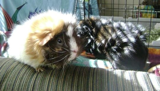 Rachel E Smith guinea pigs Snuffy and Wisting