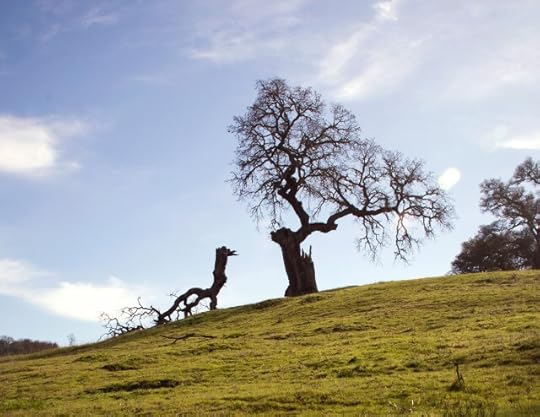 tree with a fallen limb. broken but not beaten