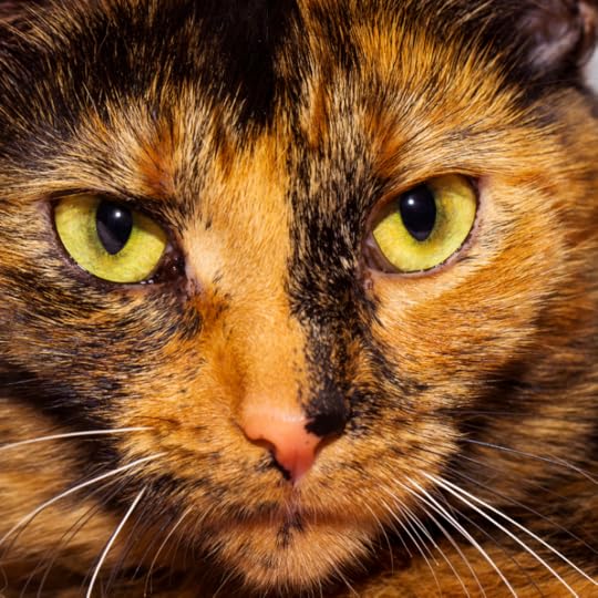 Whisker wisdom caterview with Wishes the cat!