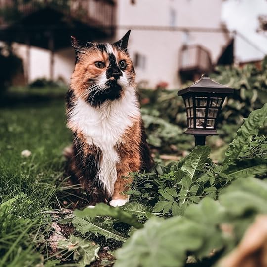 Momo the cat in the garden