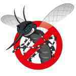 heartworms and mosquitoes