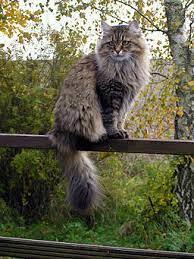 213 Of The Fluffiest Cats In The World Bored Panda | peacecommission.kdsg.gov.ng