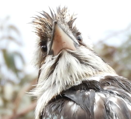 A Kookaburra after a rainstorm. I was as wet as it was.