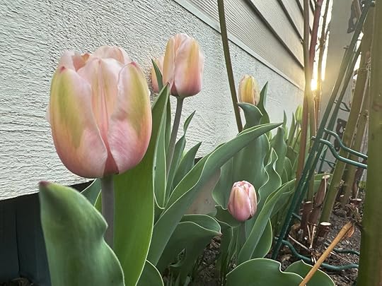 Tulipsalmonimpressionapr2411