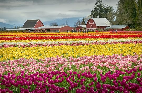 skagit-valley-tulip-festival