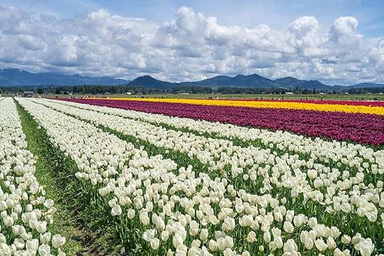 skagit-valley-tulip-festival