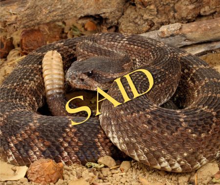 Coiled rattlesnake with the word said written in yellow across its body