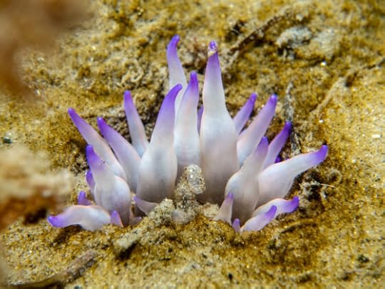 14 April Snorkel at Beaumaris