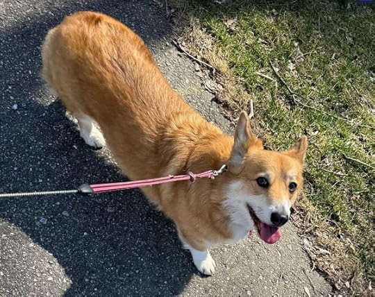 cowboy the corgi
