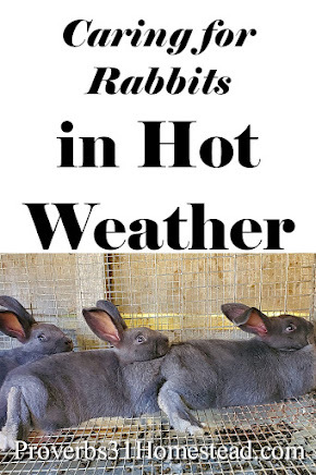 Caring for Rabbits in Hot Weather