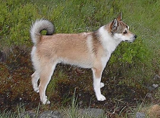 Norwegian Lundehund - Wikipedia