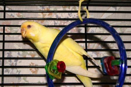Photo of budgie in cage