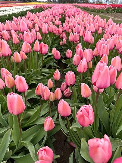 Pinktulipsrowmiddle
