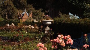 The Rose Garden in the Queen Elizabeth Walled Garden at Dumfries House, Scotland.