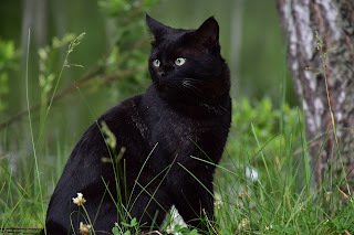 Panzer says, Hmm ... Dr. Watson is on the case this time?
