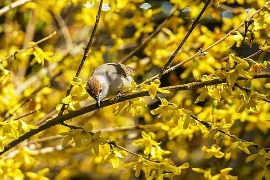 A tufted titmouse perched on a yellow forsythia branch.