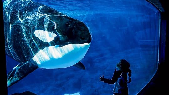 orca-killer-in-the-pool-1