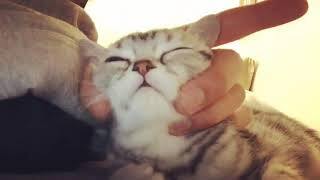 Lovely Cat by Ahn Hyo Seop ❤ - YouTube