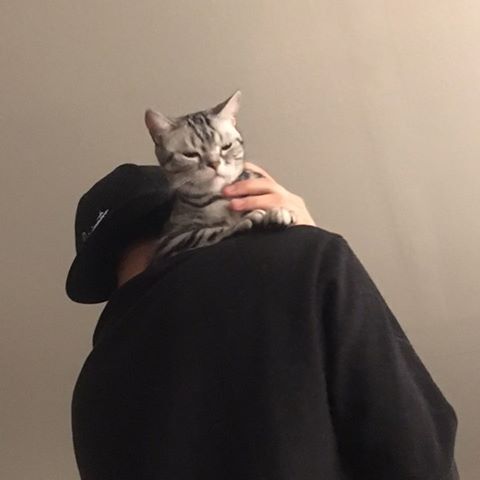 안효섭 (@imhyoseop) • Instagram photos and videos | Ahn hyo seop, Cats, Cat memes