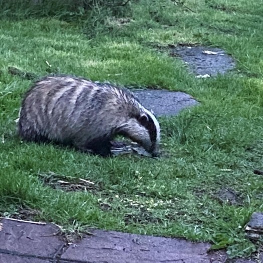 Midnight marauder - badger!