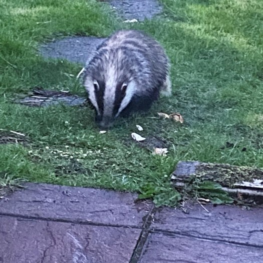 Midnight marauder - badger!