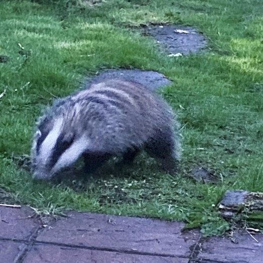 Midnight marauder - badger!