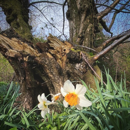 Daffodils 