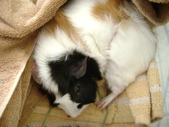 Rachel E Smith guinea pig Mortemer