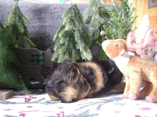 Rachel E Smith guinea pig Hen Wen