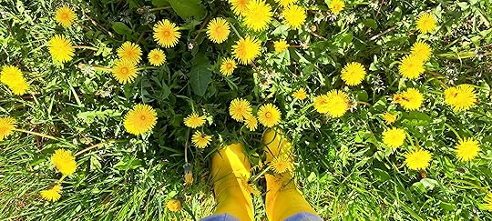 Standing in a patch of bright yellow dandelions wearing yellow wellies