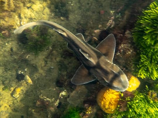 Port Jackson Shark at Ricketts Point, 21 April