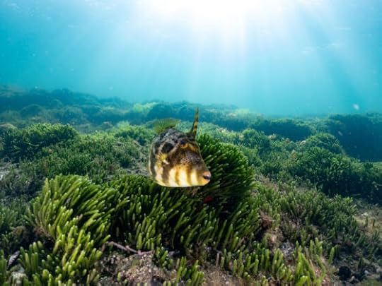 Ricketts Point Snorkel, Leatherjackets, Port Jackson, Snake Blennie, 21 April