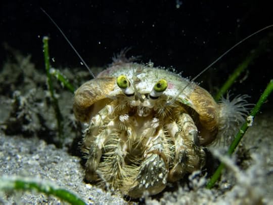 Snorkelling at Sigasiga Sands in Fiji, Savu Savu