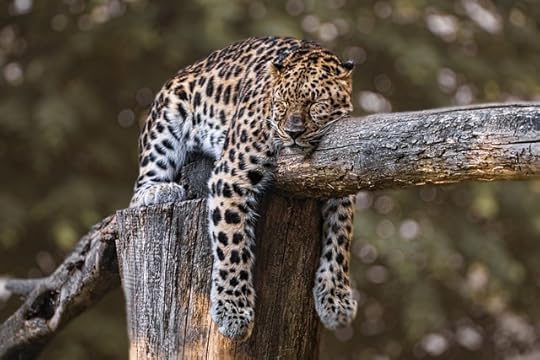 Spotted jaguar sleeping on a tree branch