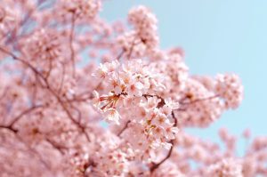 pink cherry blossoms