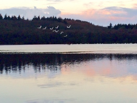 whooper swans flying up from the loch